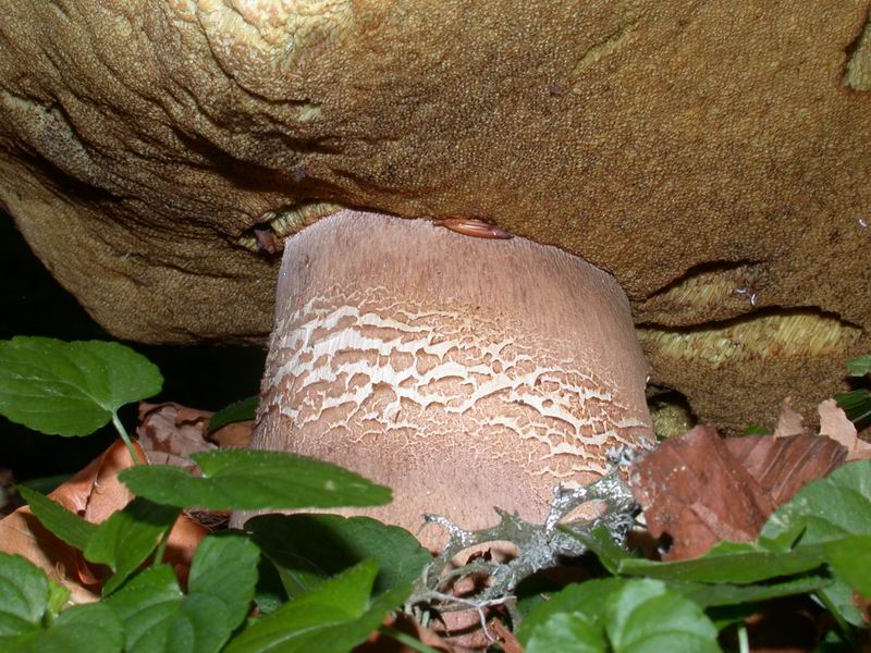 Boletus aestivalis